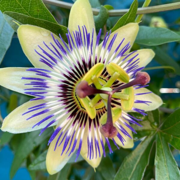 Coachingstraject medewerker